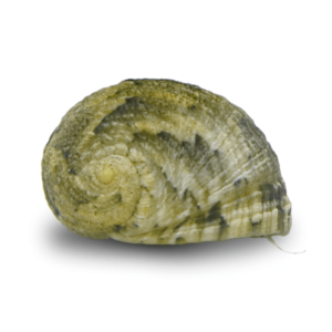 حلزون نریته(Nerite Snail)