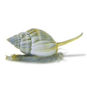 حلزون ناساریوس(Nassarius Snail)