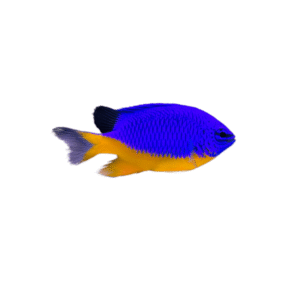 دامسل آزور(Azure Damselfish)