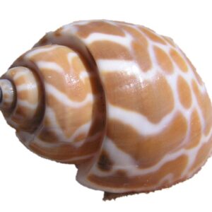 حلزون بابیلون(Babylon Snail)