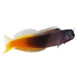 بلنی بایکالر(Bicolor Blenny)