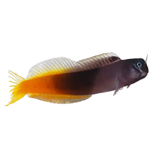 بلنی بایکالر(Bicolor Blenny)