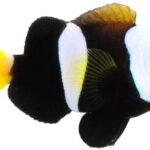 دلقک کلارکی بلک(black clarkii clownfish)