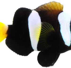 دلقک کلارکی بلک(black clarkii clownfish)