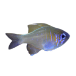 کاردینال چشم آبی(Blue Eye Cardinalfish)