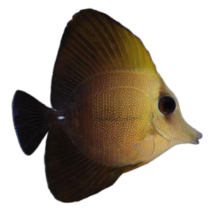 جراح اسکوپاس(Scopas Tang)