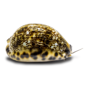 حلزون چیپره(Cypraea snail)