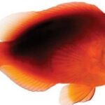 دلقک آتشین(Fire Clownfish)
