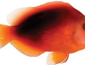 دلقک آتشین(Fire Clownfish)