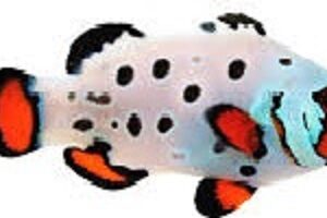 دلقک فراست بیت(Frostbite Clownfish)