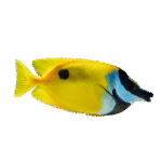 روباه زرد(Foxface rabbitfish)
