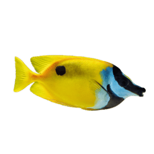 روباه زرد(Foxface rabbitfish)