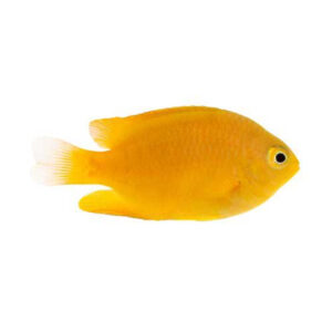 دامسل لیمویی(Lemon Damselfish)