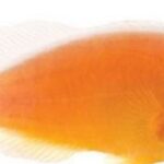 دلقک اسکانک (جفت) (Skunk Clownfish)