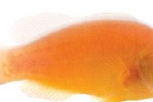 دلقک اسکانک (جفت) (Skunk Clownfish)