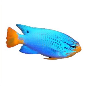 دامسل بلودویل نر(Male Blue Devil Damselfish)