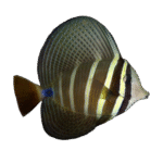 جراح  بادبانی(Sailfin Tang)