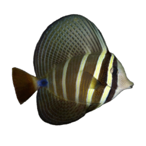 جراح  بادبانی(Sailfin Tang)
