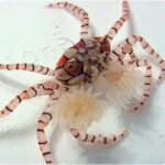 خرچنگ پم‌پم (Pom Pom Crab)