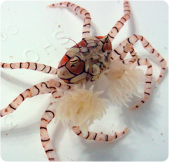 خرچنگ پم‌پم (Pom Pom Crab)