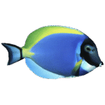 جراح پادربلو(Powder Blue Tang)