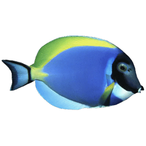 جراح پادربلو(Powder Blue Tang)