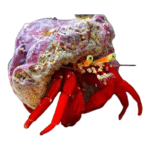 خرچنگ هرمیت پا قرمز (Red Leg Hermit Crab)
