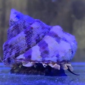 حلزون توربو(Turbo snail)