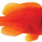 دلقک کلارکی گوجه فرنگی(Tomato Clarkii Clownfish)