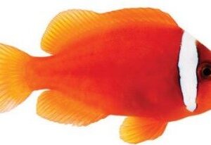 دلقک کلارکی گوجه فرنگی(Tomato Clarkii Clownfish)