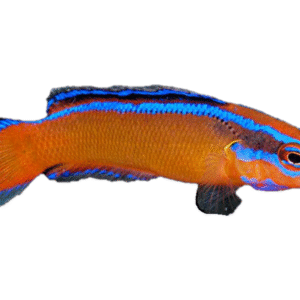 سودوکرومیس نئون(Neon Dottyback/Neon Pseudochromis)