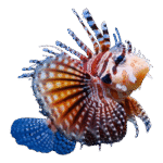 خروس زبرا(Zebra Lionfish)