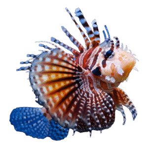 خروس زبرا(Zebra Lionfish)