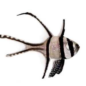 کاردینال بنگای(Banggai Cardinalfish)