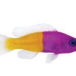 رویال داتی بک(Bicolor Dottyback)