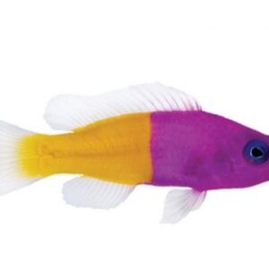 رویال داتی بک(Bicolor Dottyback)