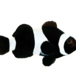 دلقک اسلاریس بلک(Black Ocellaris Clownfish)