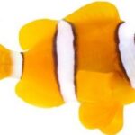 دلقک کلارکی(Clarkii Clownfish)