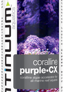 Coralline Purple•CX