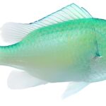 کرومیس سبز آبی(Blue-Green Chromis)