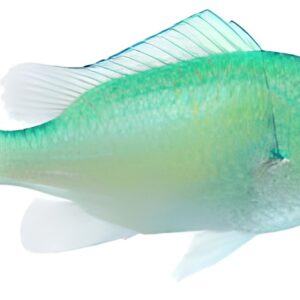 کرومیس سبز آبی(Blue-Green Chromis)