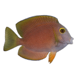 جراح دندان زبر(Bristletooth Tang)