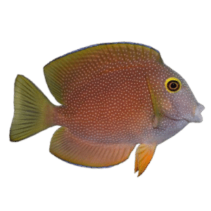 جراح دندان زبر(Bristletooth Tang)