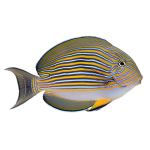 جراح دلقک(Clown Tang)