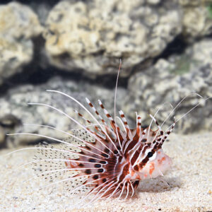 خروس آنتناتا(Antennata Lionfish)