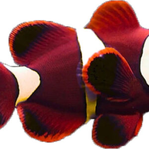 دلقک مارون گلد جفت(Gold Strip Maroon Clownfish)