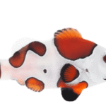 دلقک اورنج استورم(Orange Storm Clownfish)