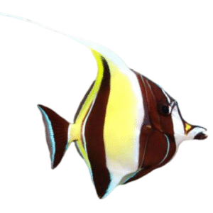 موریش آیدل(Moorish idol)