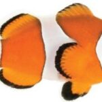 دلقک اسلاریس(Ocellaris Clownfish)