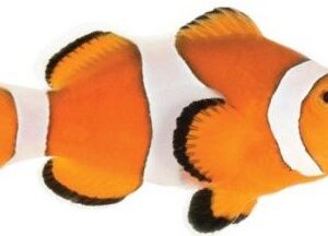 دلقک اسلاریس(Ocellaris Clownfish)